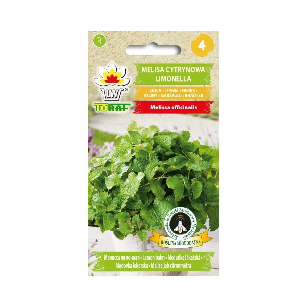 Sitruunamelissan siemenet - monivuotinen yrtti, jolla on voimakas sitruunan tuoksu