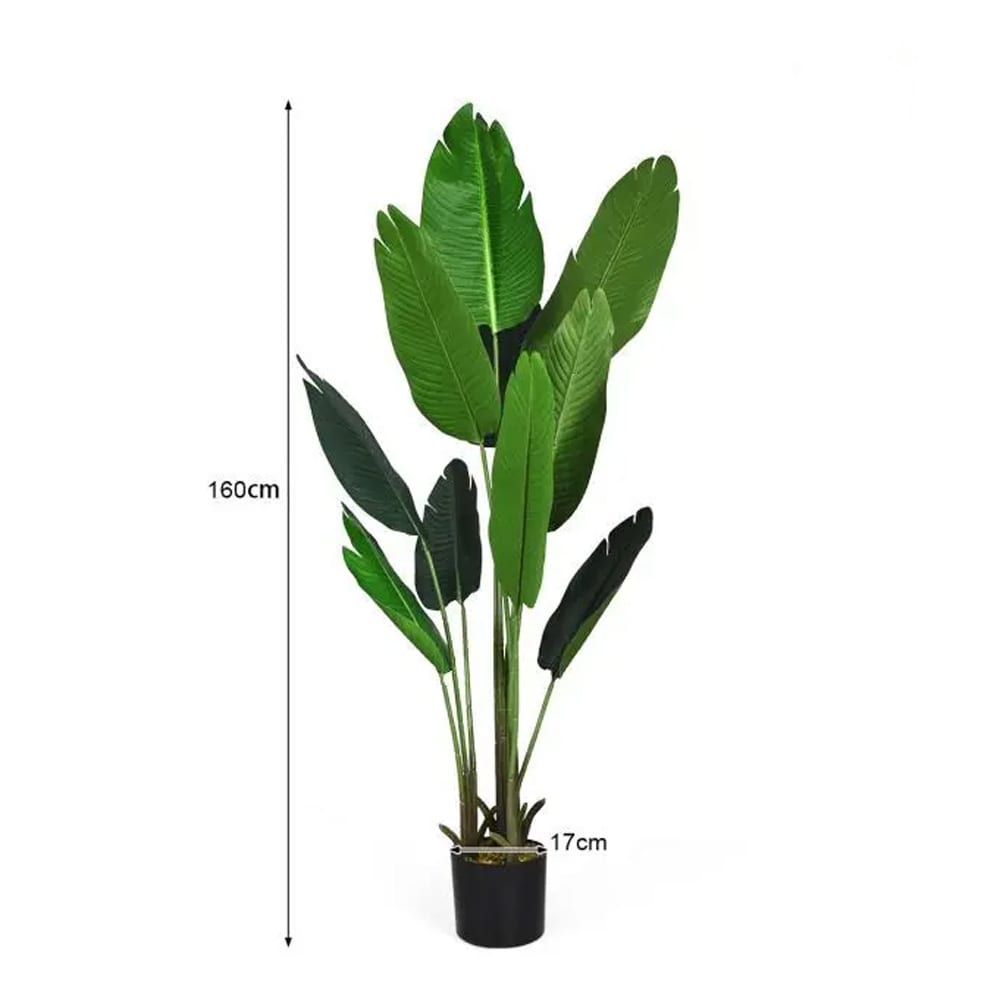 philodendron micans standort Philodendron micans 'Green Form' | Plants