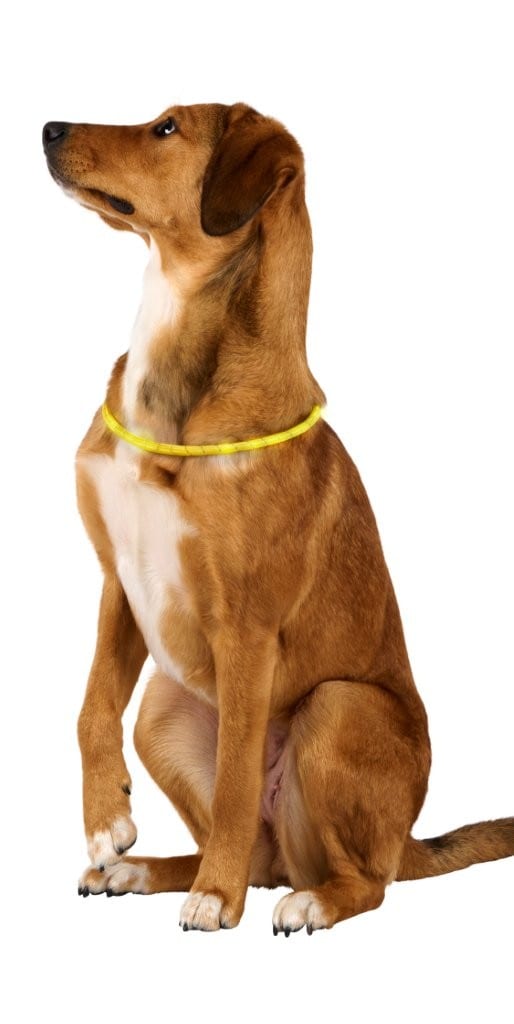 LED-koirapanta 50 cm / valaiseva koirapanta koirille / koirapanta iltakävelyille