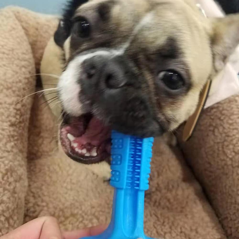 Koiran hammasharja silikoni 11,5x8,5x3,5cm